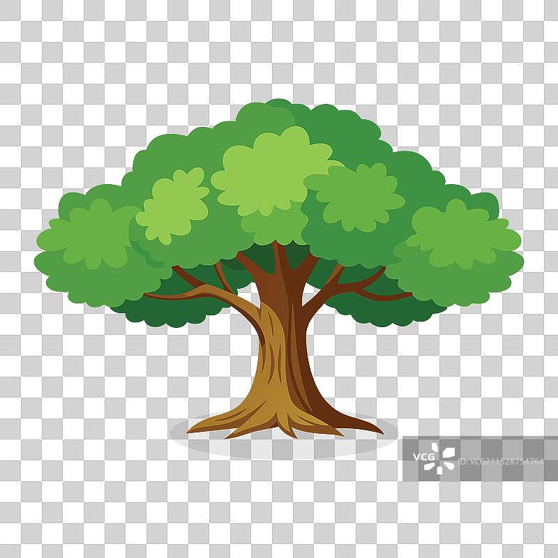 白色背景上的橡树平面图图片素材