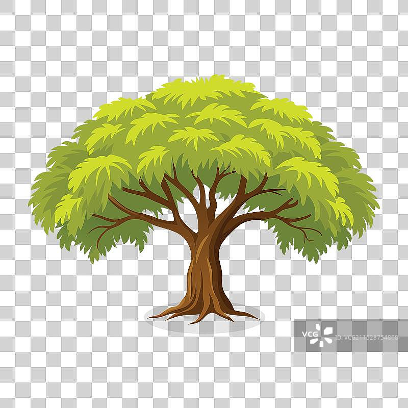 白色背景上的垂柳橡树图片素材