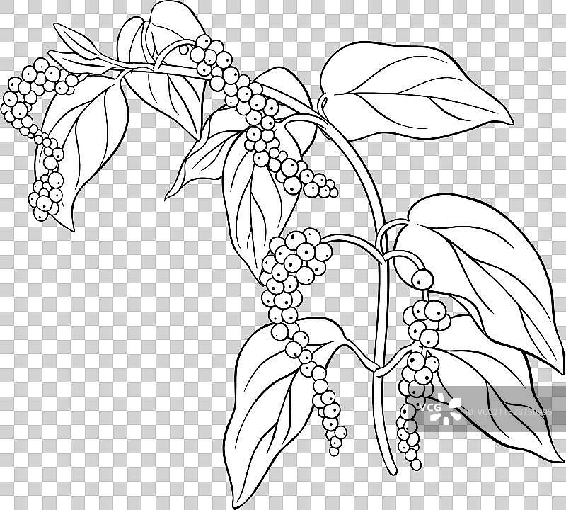 黑胡椒枝条轮廓图片素材