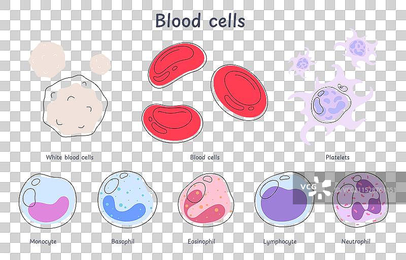 血细胞是循环系统的一部分图片素材