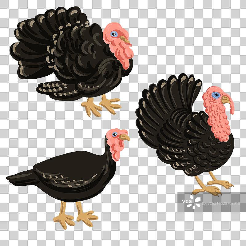 画火鸡鸟图片素材