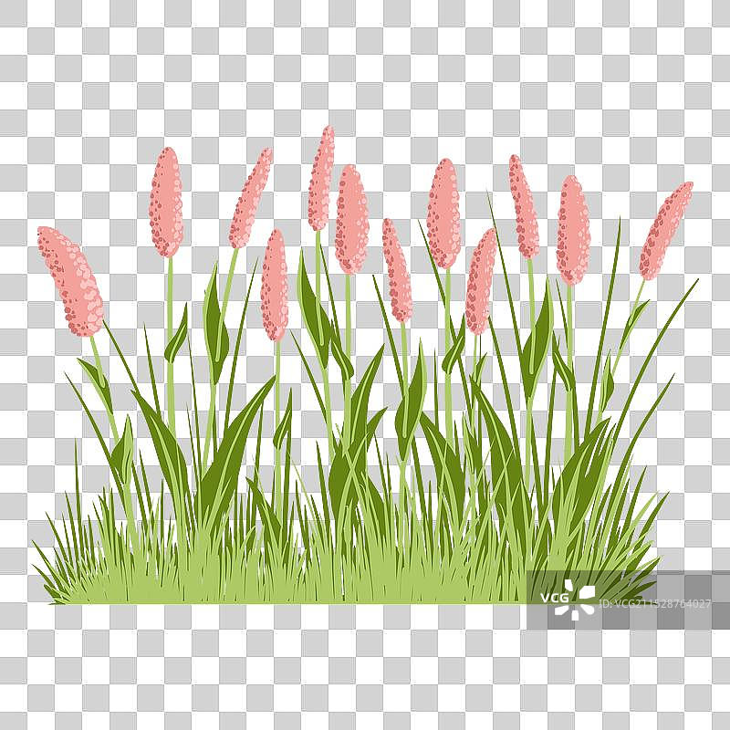 绘制野生花卉——蛇根草图片素材