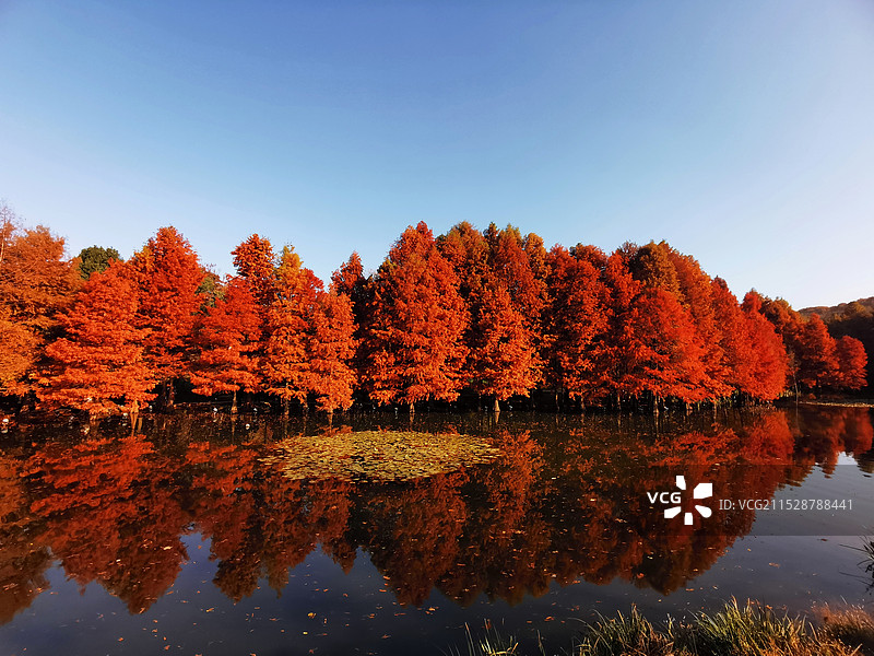 明孝陵景区红叶秋景图片素材