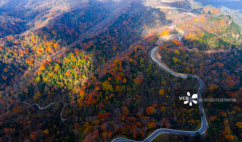 四川省广元旺苍光头山彩林红叶图片素材