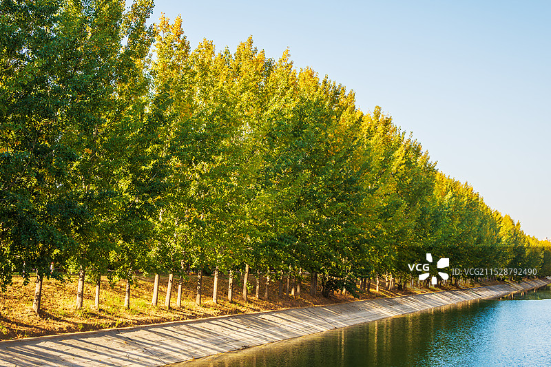深秋杨叶赛银杏－秋染杨树变金黄（聊城二干渠金色流淌）24.11图片素材