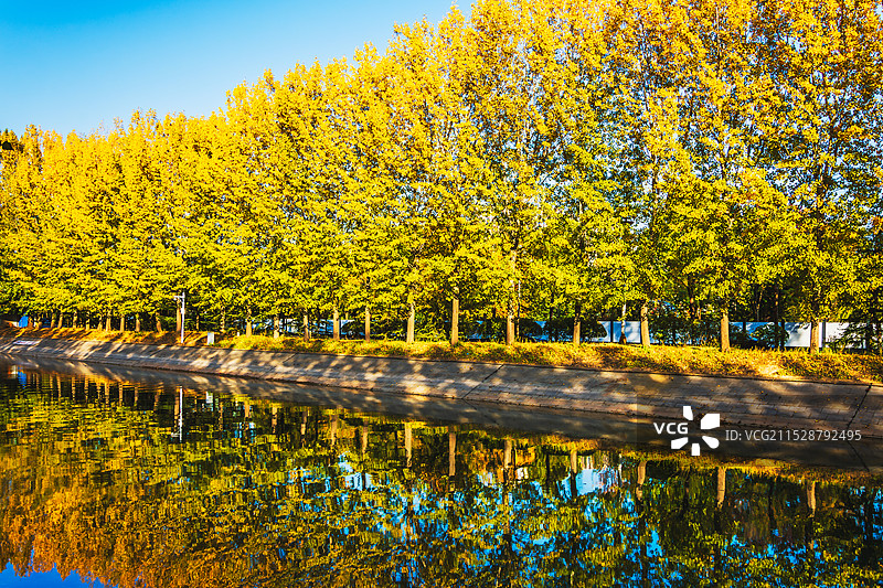 深秋杨叶赛银杏－秋染杨树变金黄（聊城二干渠金色流淌）24.11图片素材