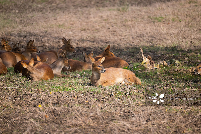 獐图片素材