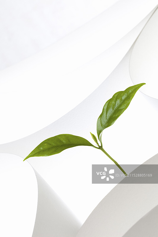 纸张纹理与嫩芽图片素材