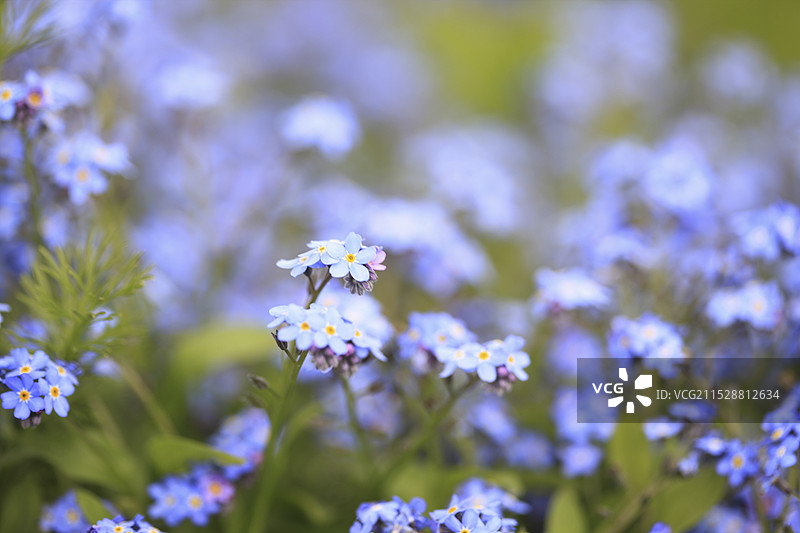 勿忘我花图片素材