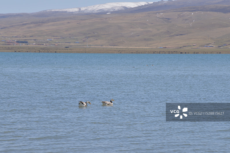 日月山雪景，青海湖畔，牧场图片素材
