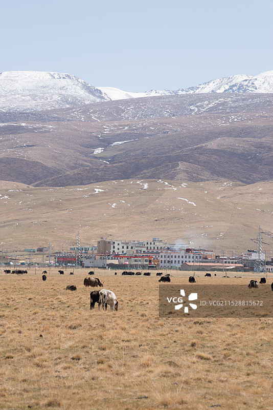 日月山雪景，青海湖畔，牧场图片素材