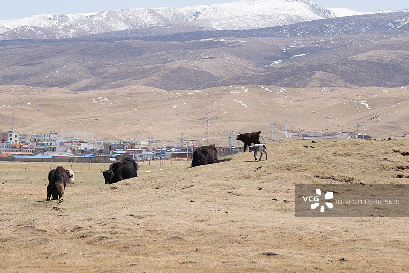 日月山雪景，青海湖畔，牧场图片素材