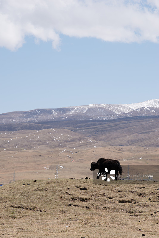 日月山雪景，青海湖畔，牧场图片素材