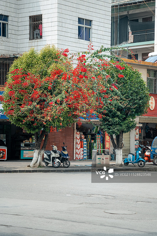瑞丽街道景观树图片素材