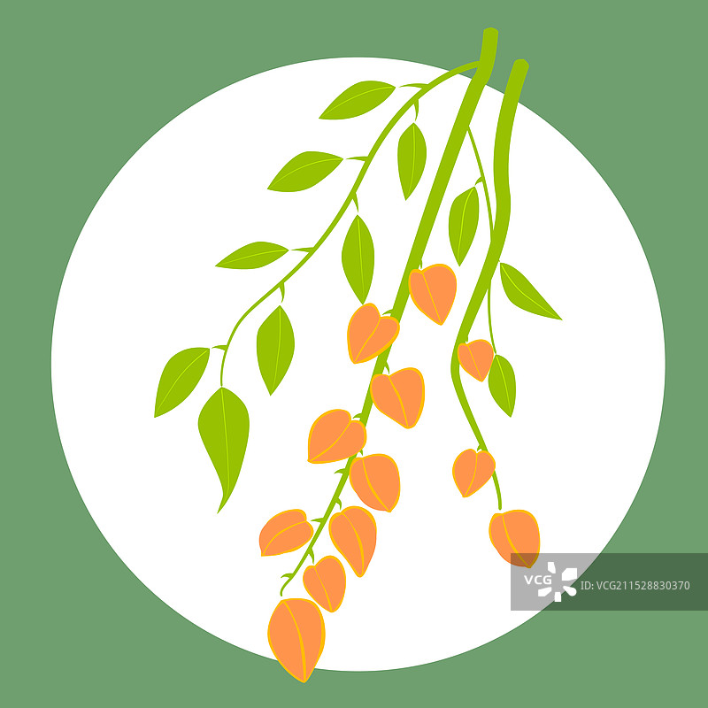 花卉插画矢量植物花朵类图片素材