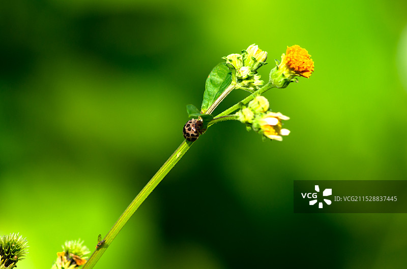 瓢虫，七星瓢虫图片图片素材