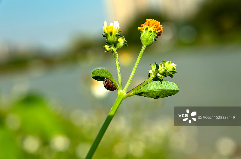 瓢虫，七星瓢虫图片图片素材