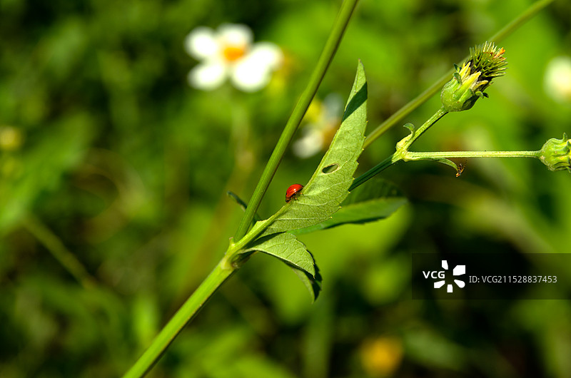 瓢虫，七星瓢虫图片图片素材