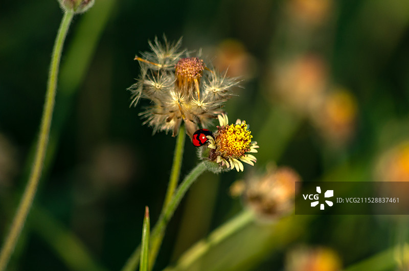 瓢虫，七星瓢虫图片图片素材