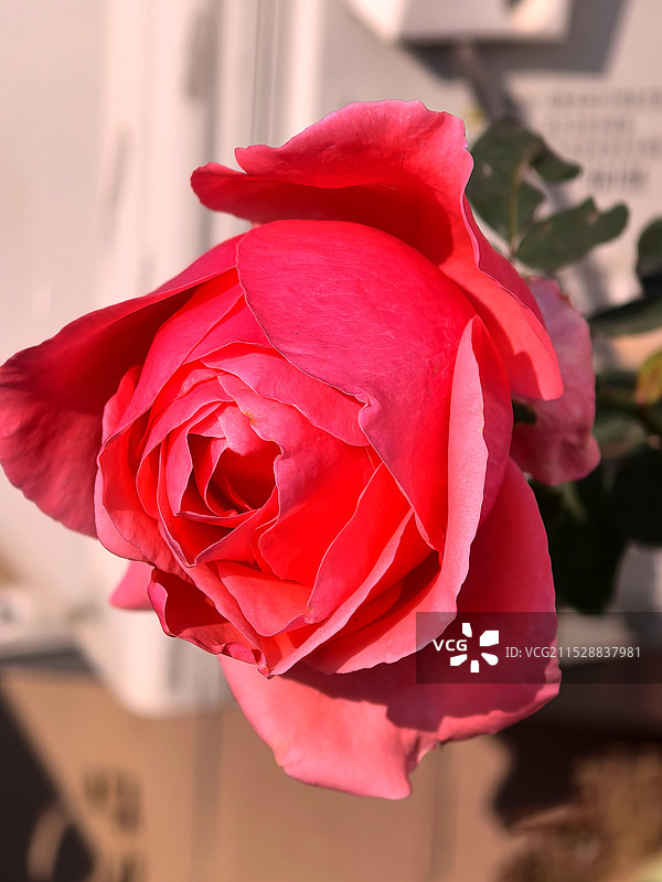 霜染花红景斑斓。美轮美奂醉心田。雄安新区雄县图片素材