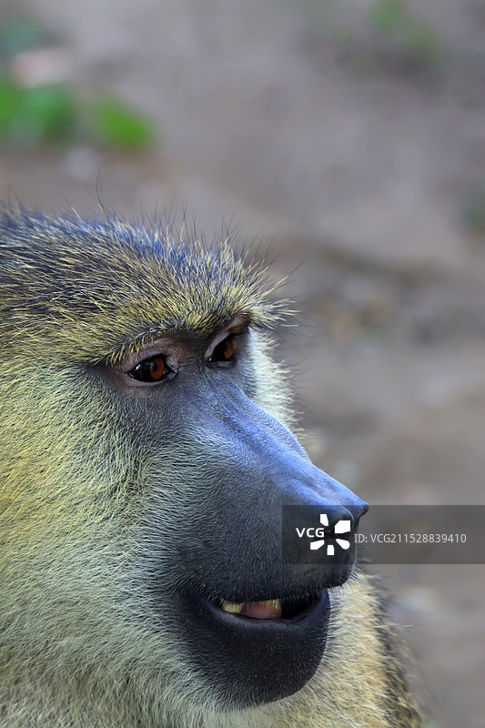 黄狒狒图片素材