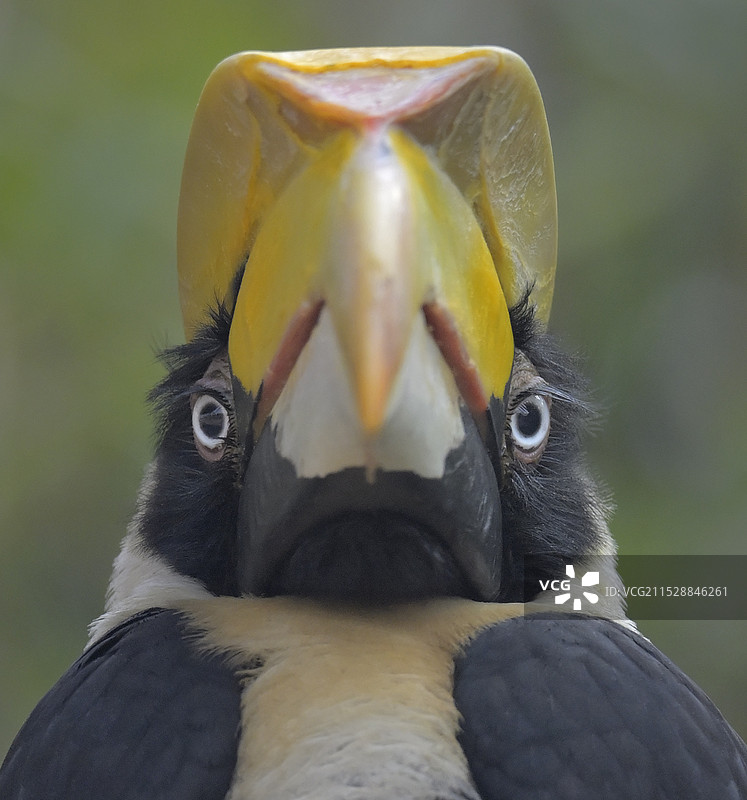 正面肖像(双角犀鸟)图片素材