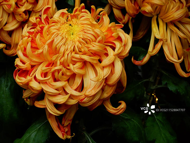 秋日里盛开的多彩aqa图片素材