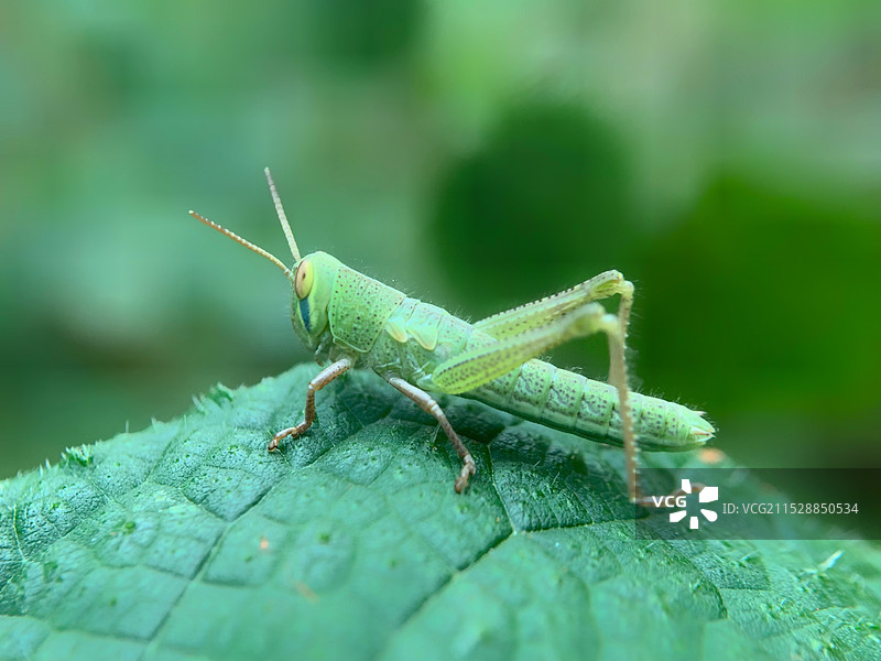 蝗虫图片素材