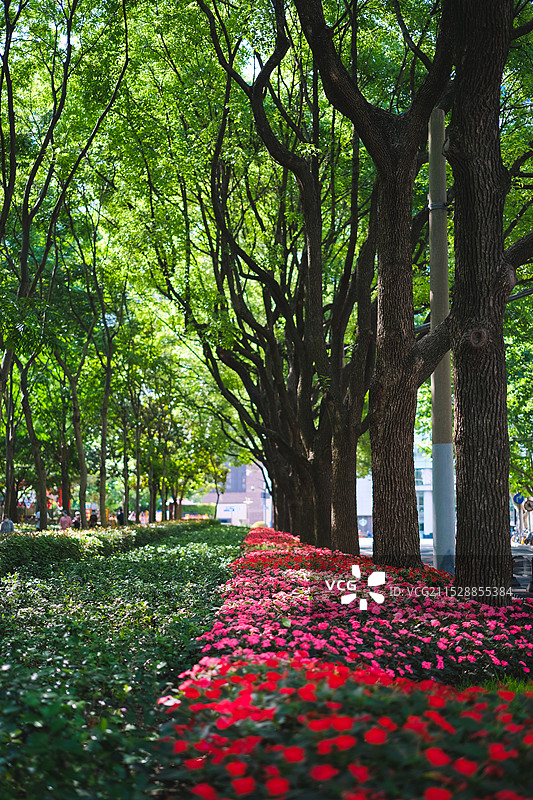 上海徐家汇公园绿色林荫大道与彩色鲜花图片素材