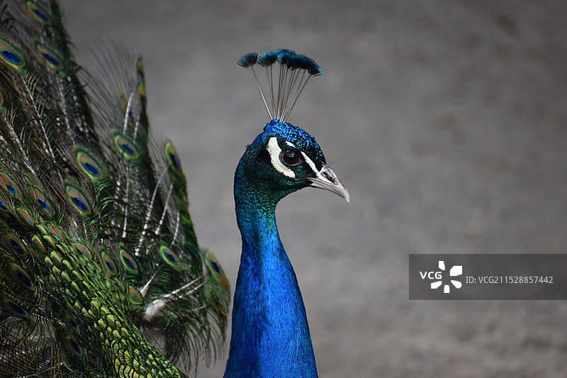 孔雀羽毛图片素材