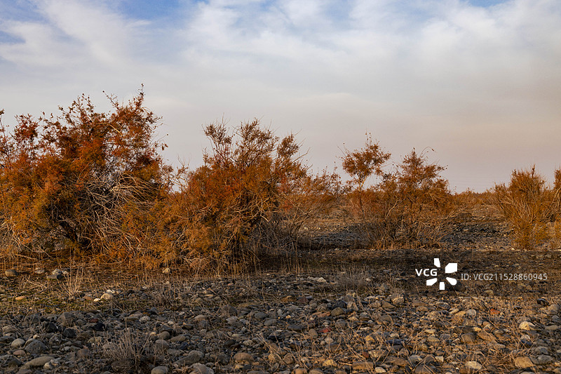 戈壁红柳图片素材