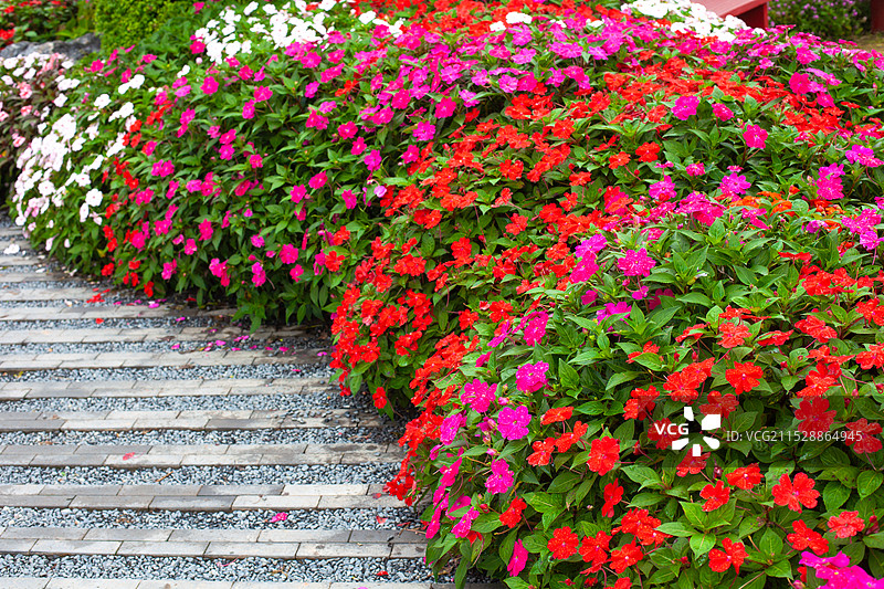 红色的花图片素材