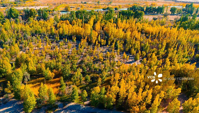 西北深秋的树林图片素材