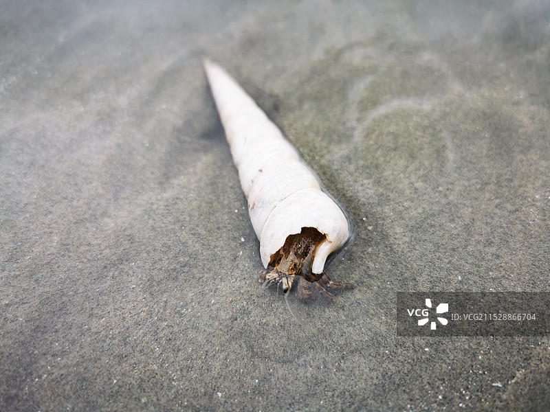 广西防城港白浪滩上的钉螺寄居蟹图片素材