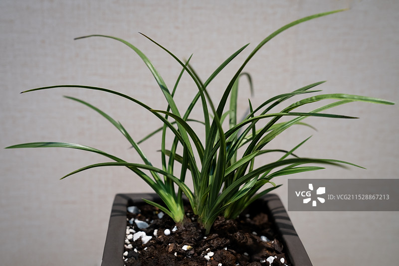 北海公园菊花图片素材