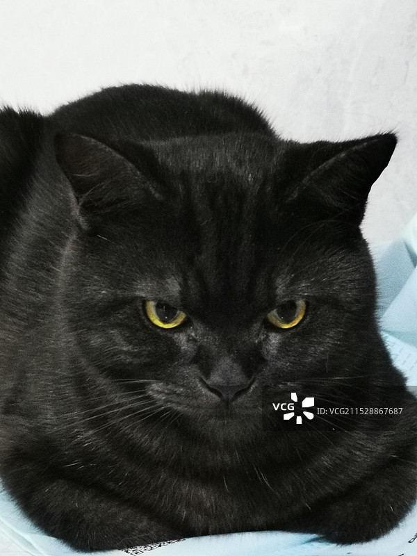 可爱的黑猫特写渐层图片素材