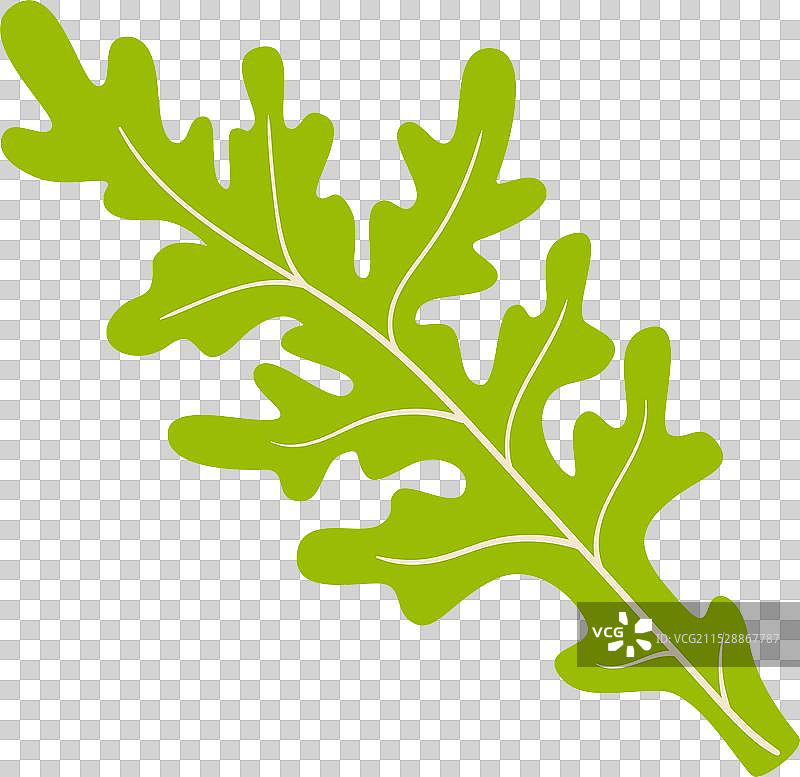 可食用的叶菜沙拉绿植图片素材