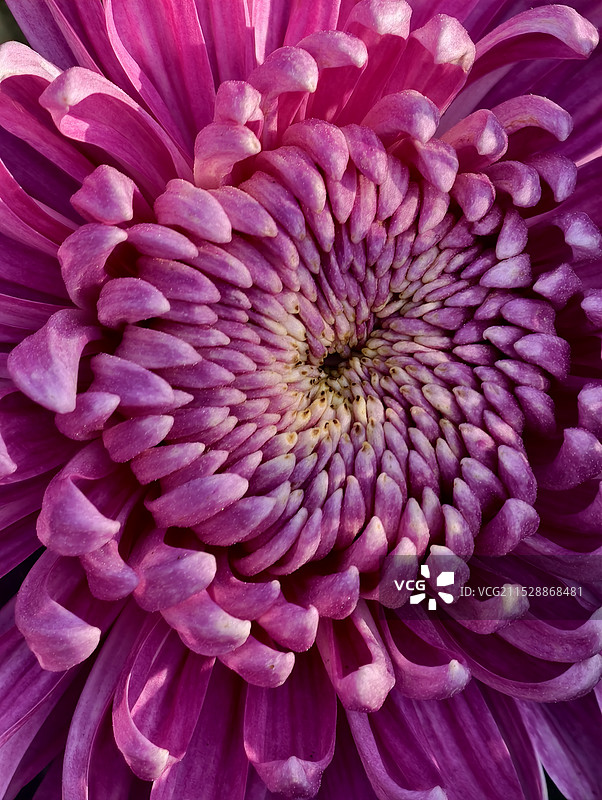 紫色菊花微距特写图片素材