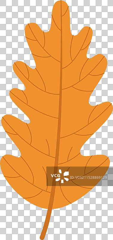 秋天的橡树叶图片素材