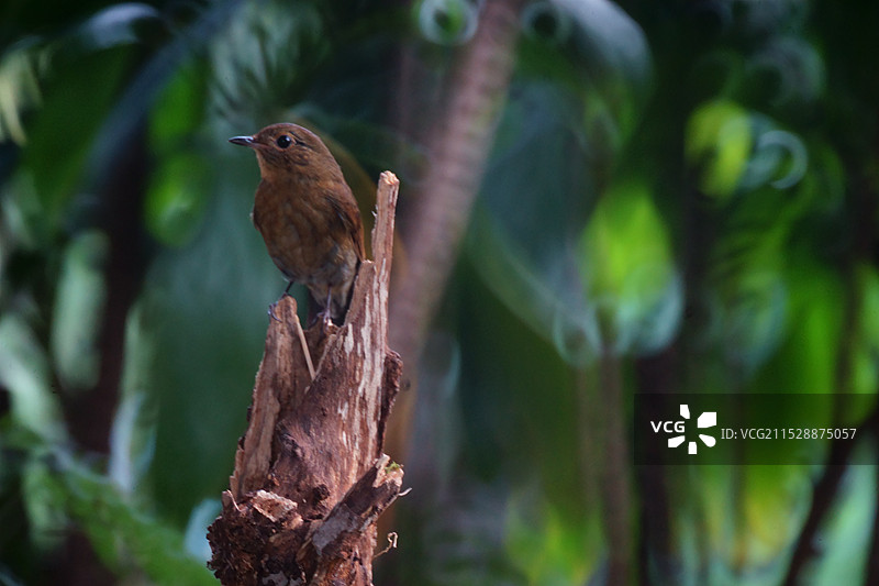 白喉短翅鸫图片素材