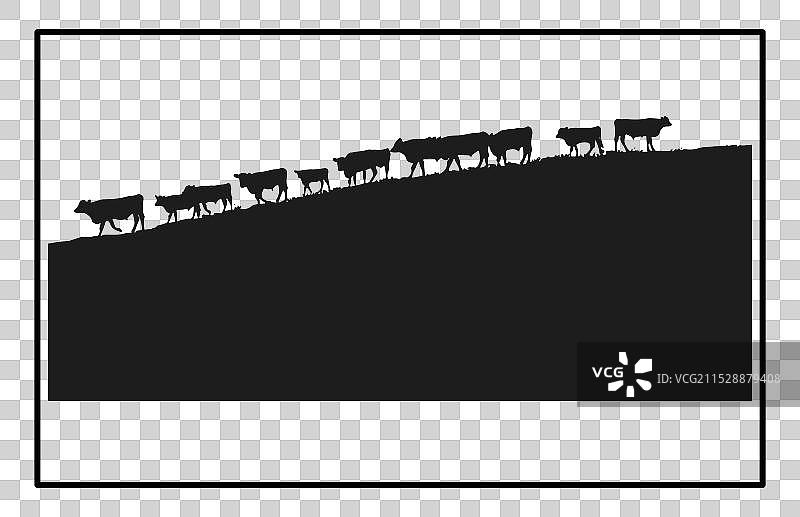 日落时分的牛群驱赶剪影图片素材