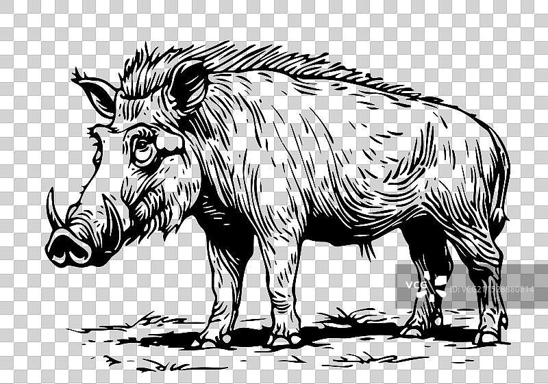 疣猪素描雕刻墨水线条艺术图片素材