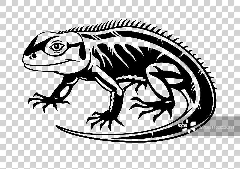 孤立在白色背景上的蜥蜴素描图片素材
