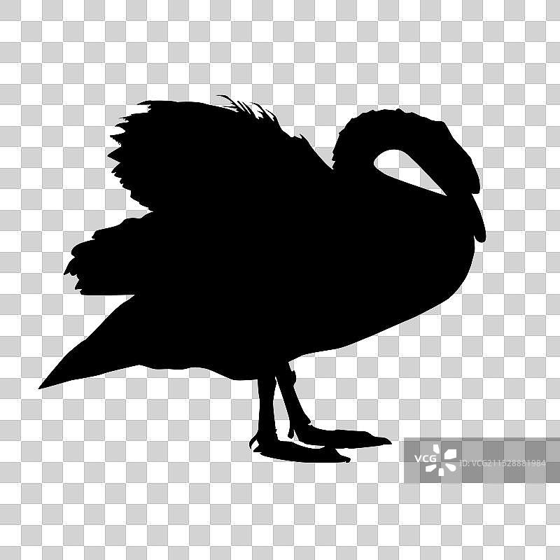 白色背景上的黑天鹅剪影图片素材