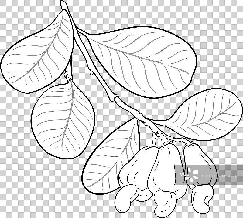 腰果树枝与坚果轮廓图片素材