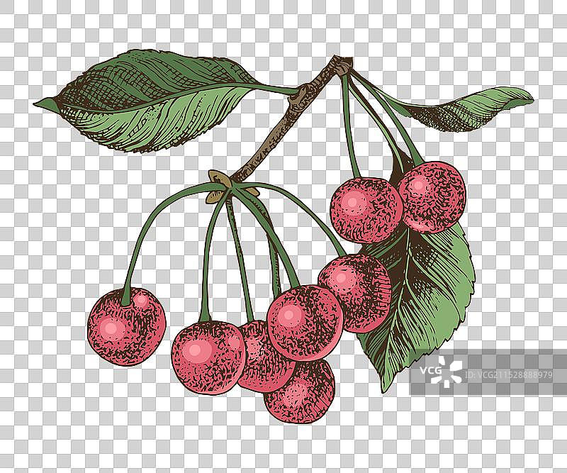 手绘樱桃树枝图片素材