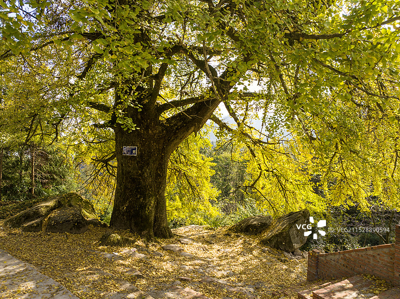 利川忠路窦家山古银杏树披“黄金甲”图片素材