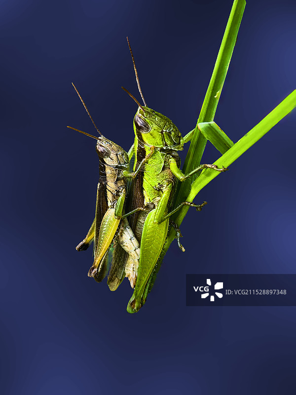 秋之恋图片素材