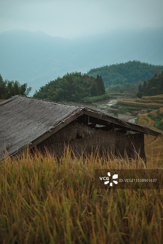 雨雾中的梯田木屋图片素材