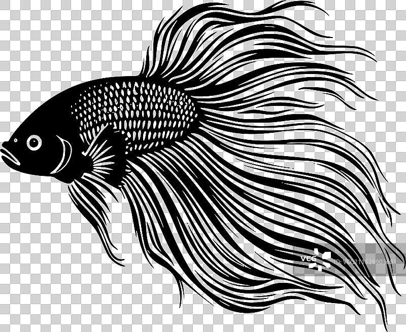 黑白斗鱼图片素材